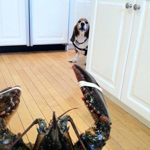 Meet your Posher, Michael